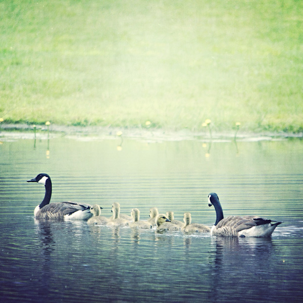 Baby Geese