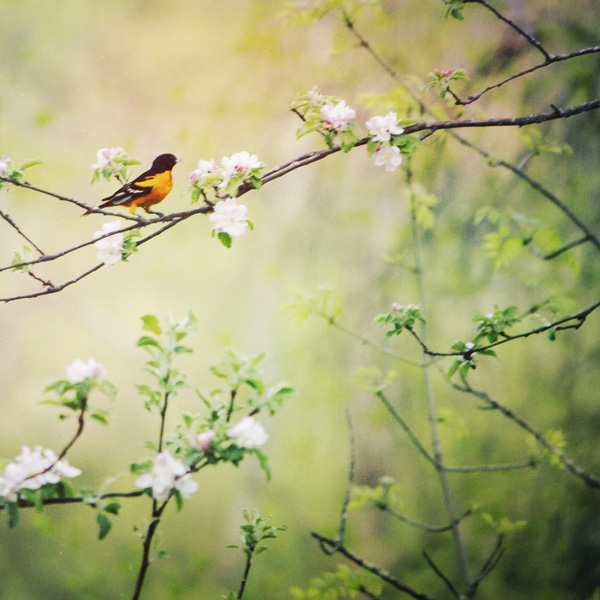 Baltimore Oriole