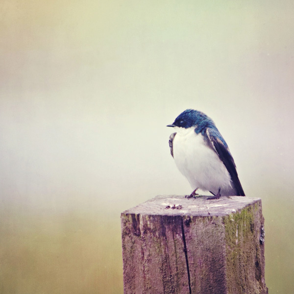 Barn Swallow