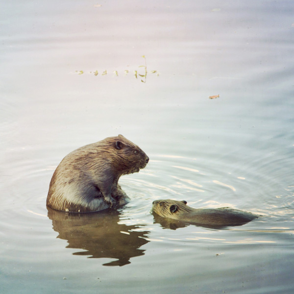 Beaver Family in Water