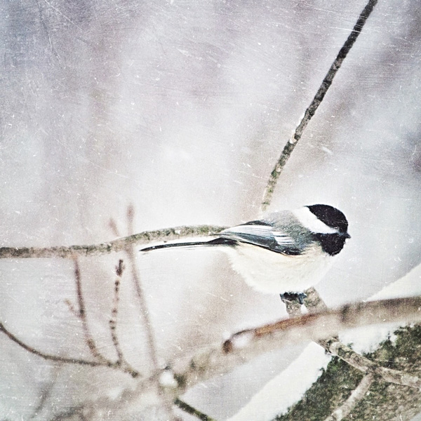 Chickadee