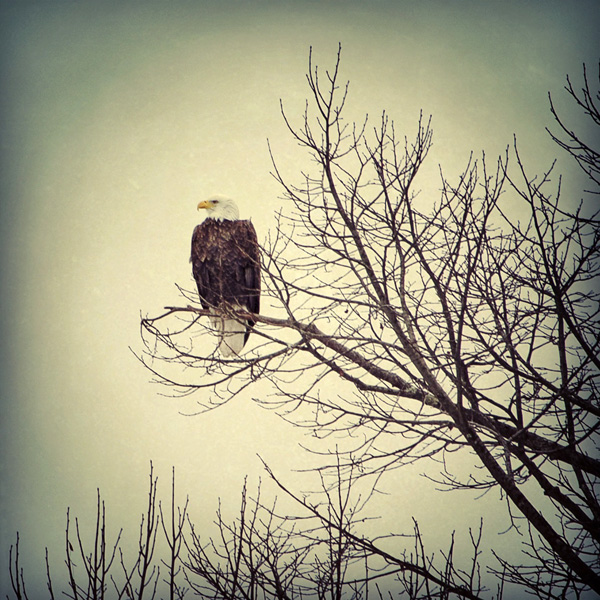 Bald Eagle In Bare Tree