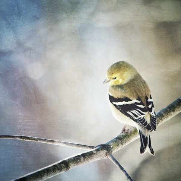 Gold Finch