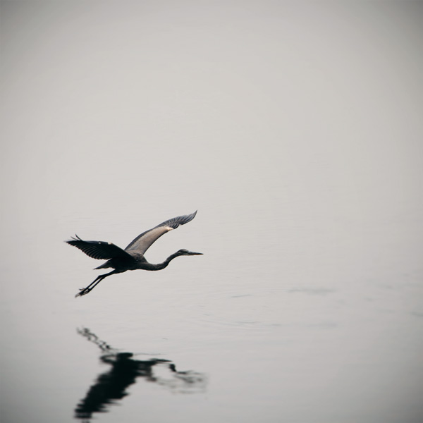 Heron in Flight