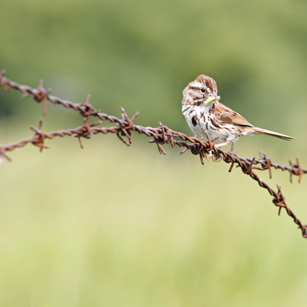 Sparrow on a Wire