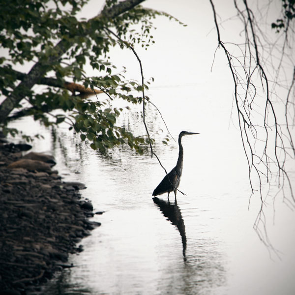 Standing Heron