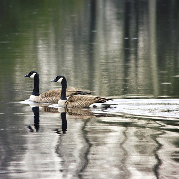 Swimming Geese
