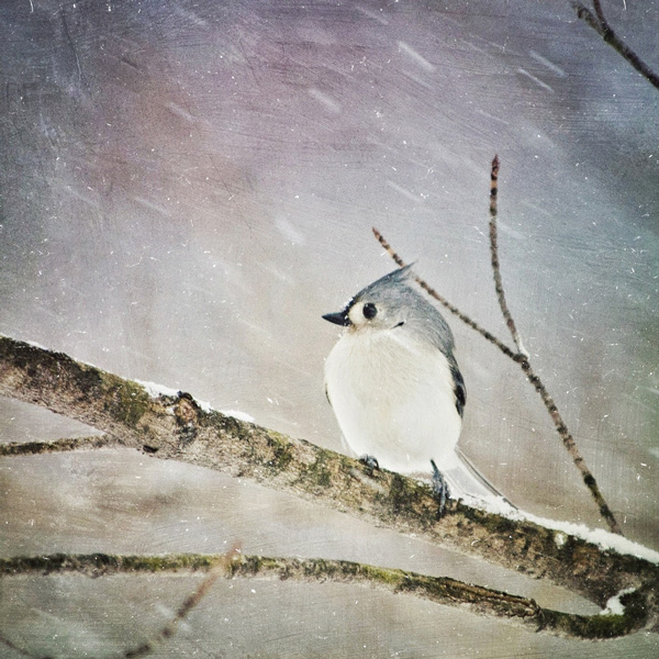 Tufted Titmouse