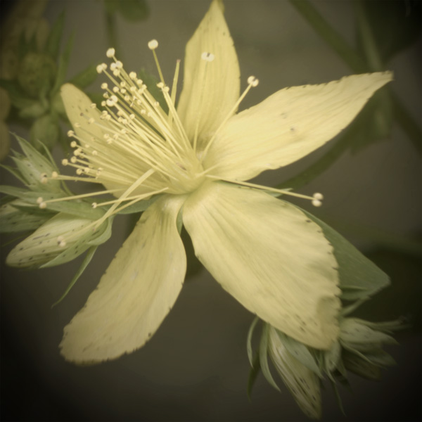 St John's Wort Scanner Photography Print