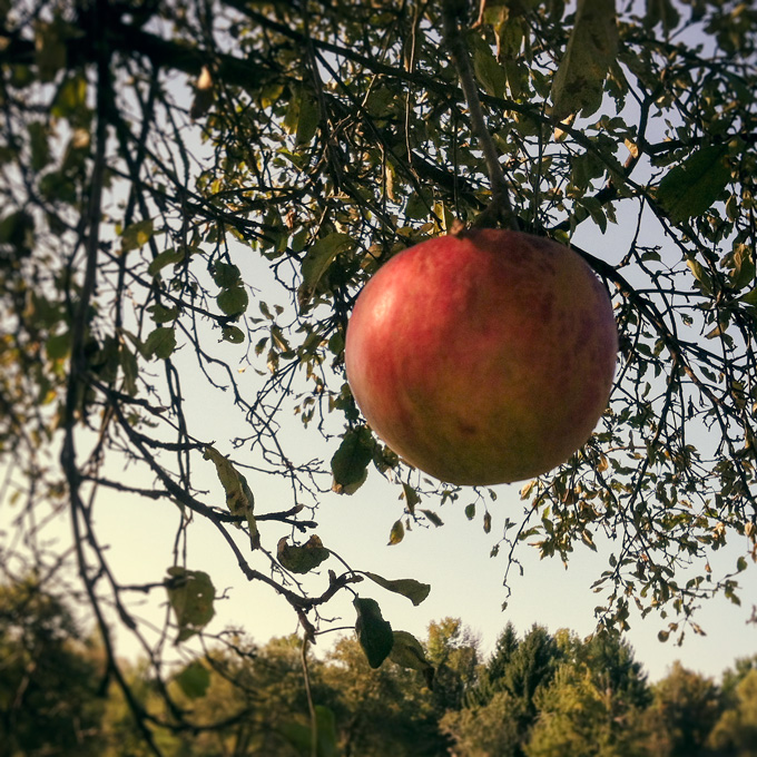 Red Apple Photo Tile
