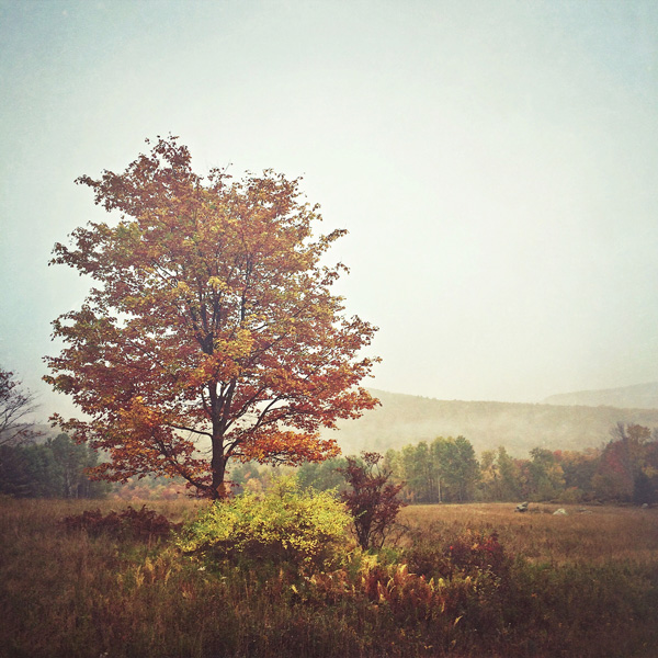 Red Hill Tree Photo Tile