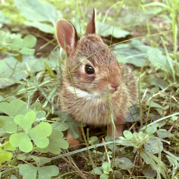 Baby Bunny Rabbit Photo Tile