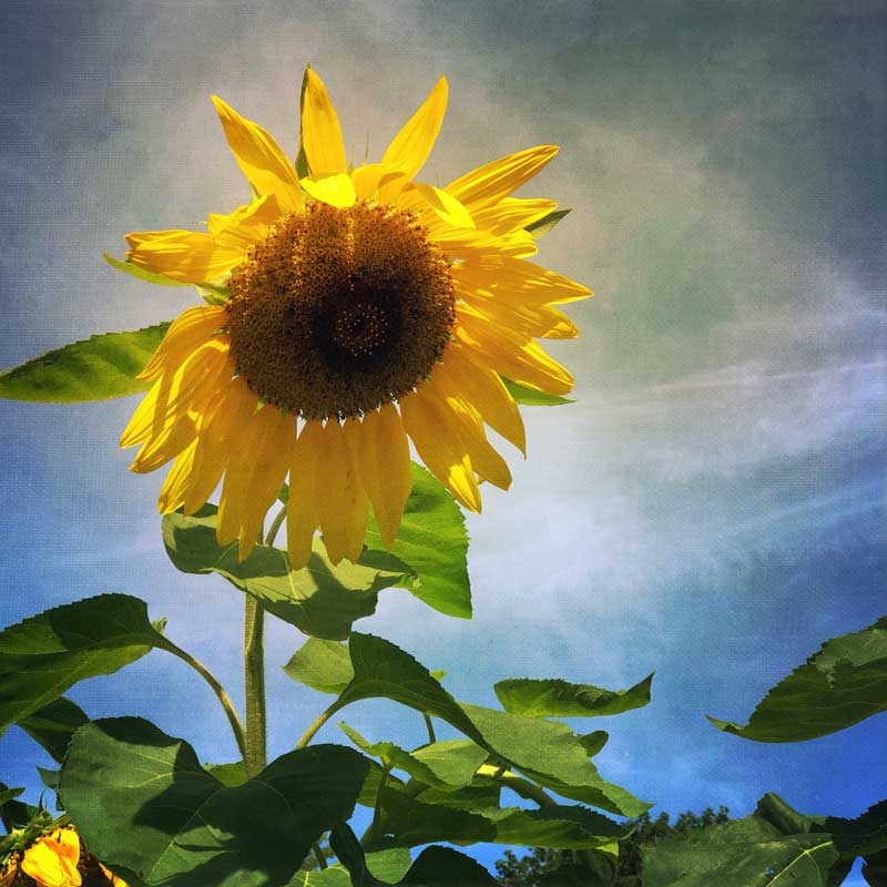 Bright Sunflower Photo Tile
