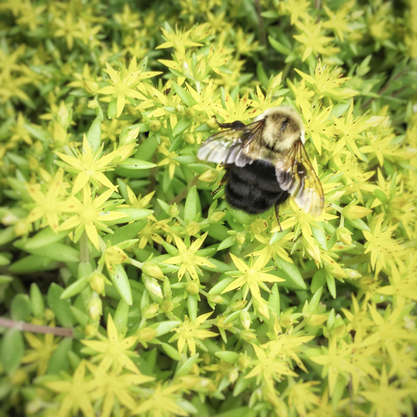 Bumblebee Photo Tile
