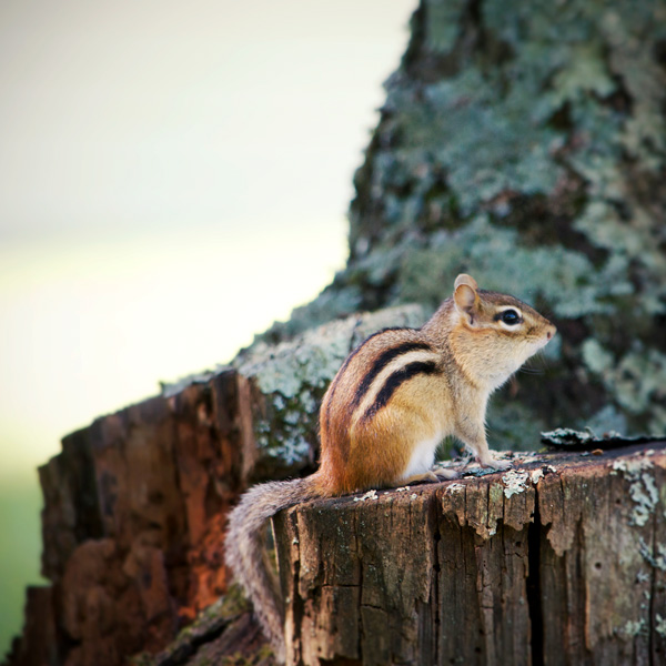 Chipmunk Photo Tile
