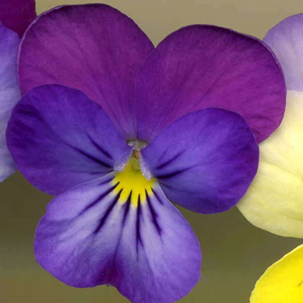 Dark Purple Pansy Scanner Photography Print