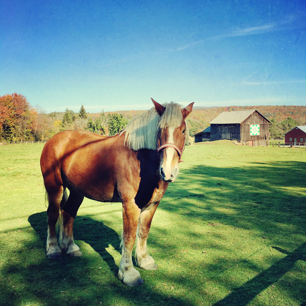 Draft Horse Photo Tile