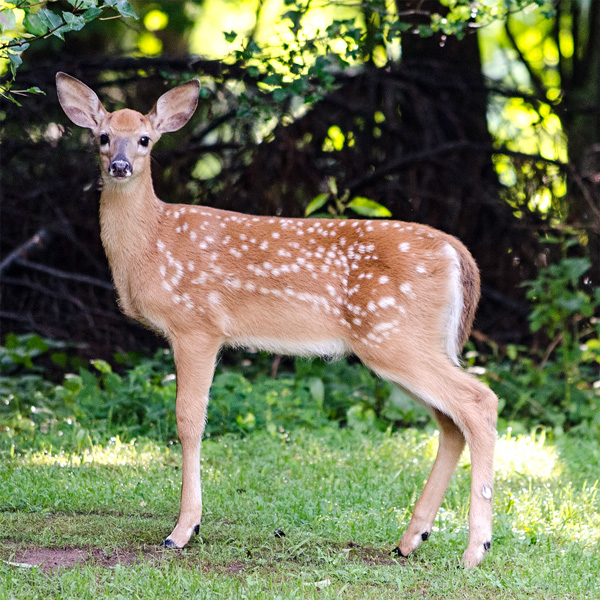 Baby Deer Photo Tile