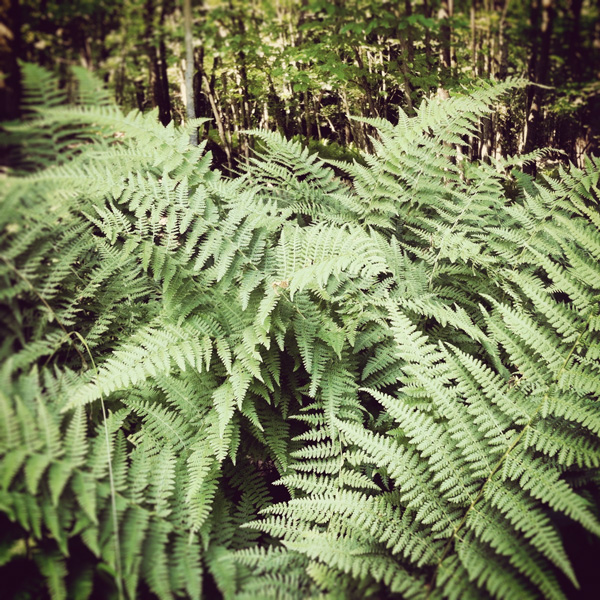 Green Ferns Photo Tile