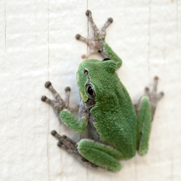 Green Tree Frog Photo Tile