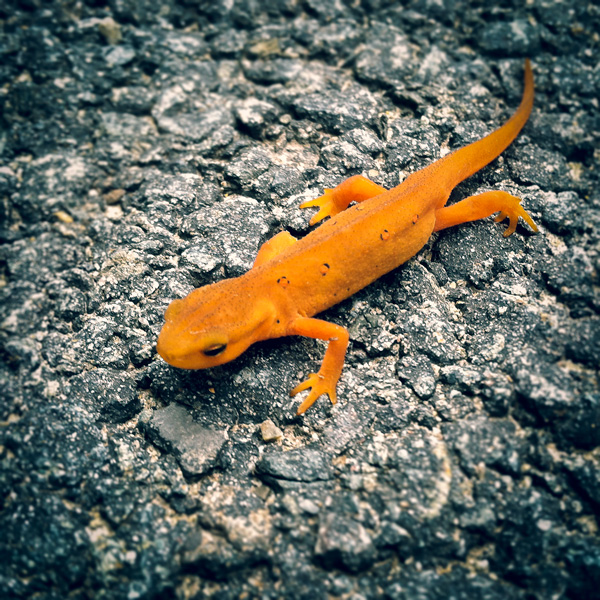 Red Eft Photo Tile