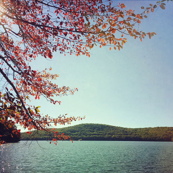 Red Tree By Rondout Photo Tile
