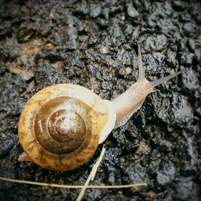 Snail Photo Tile