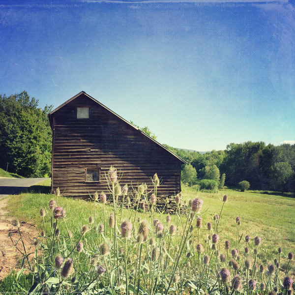 Barn with Teasel Photo Tile