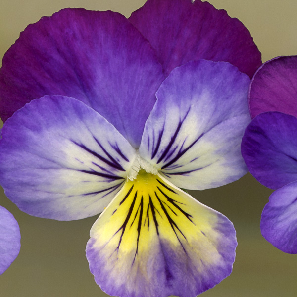 Variegated Pansy Scanner Photography Print