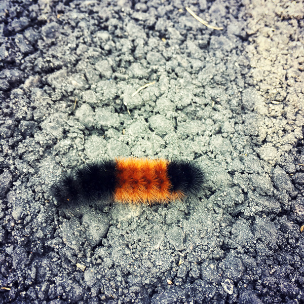 Woolly Bear Photo Tile