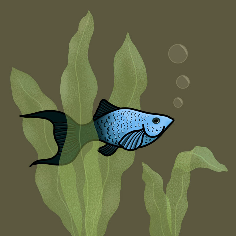 blue and black fish tile