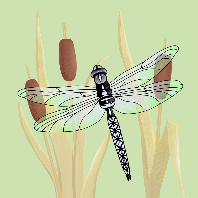 dragonfly on green tile