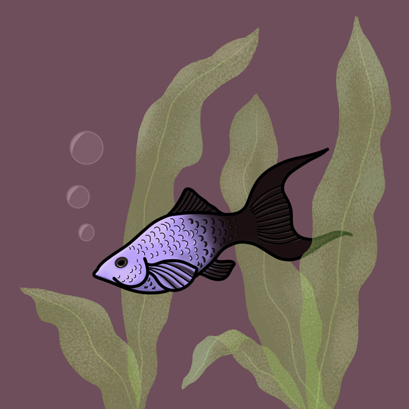 purple and black fish tile